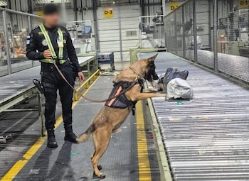 Un agente de seguridad con uniforme oscuro y chaleco fluorescente sujeta un perro policía color canela que huele paquetes sobre una cinta transportadora