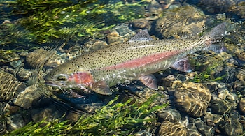 Vista aérea de una trucha arcoíris con una franja roja y manchas negras, nadando en agua poco profunda y clara sobre rocas y algas verdes.