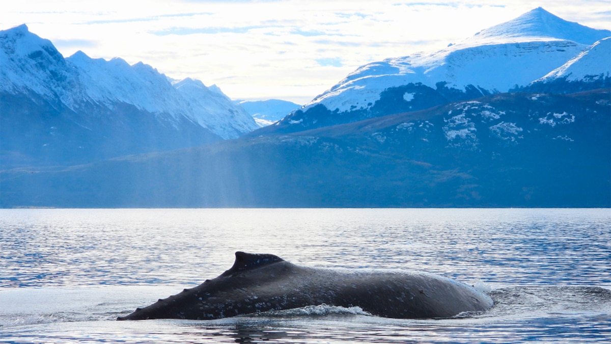 ballenas