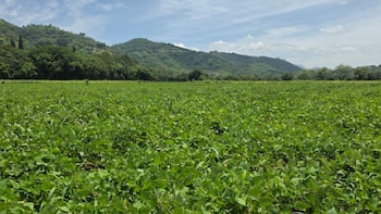 El Salvador reporta producción de hortalizas, maíz y frijol con Programa de Aumento a la Producción