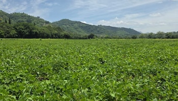 El plan del Ministerio de Agricultura comenzó con hortalizas y luego incorporó maíz y frijol en mayores extensiones. (Cortesía: Óscar Domínguez)
