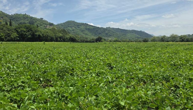 El consumo de maíz y frijol supera la producción esperada en El Salvador y amplía el déficit de granos básicos. (Cortesía: Óscar Domínguez)