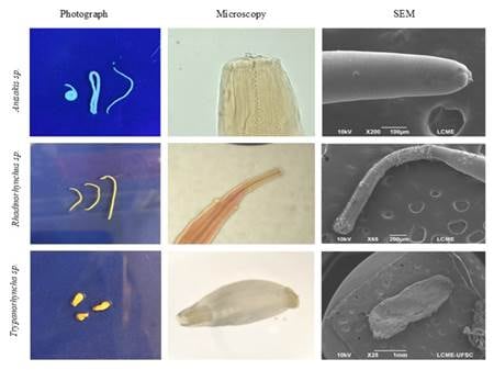 Características morfológicas de los parásitos encontrados en Katsuwonus pelamis.ab (Ocean and Coastal Research)