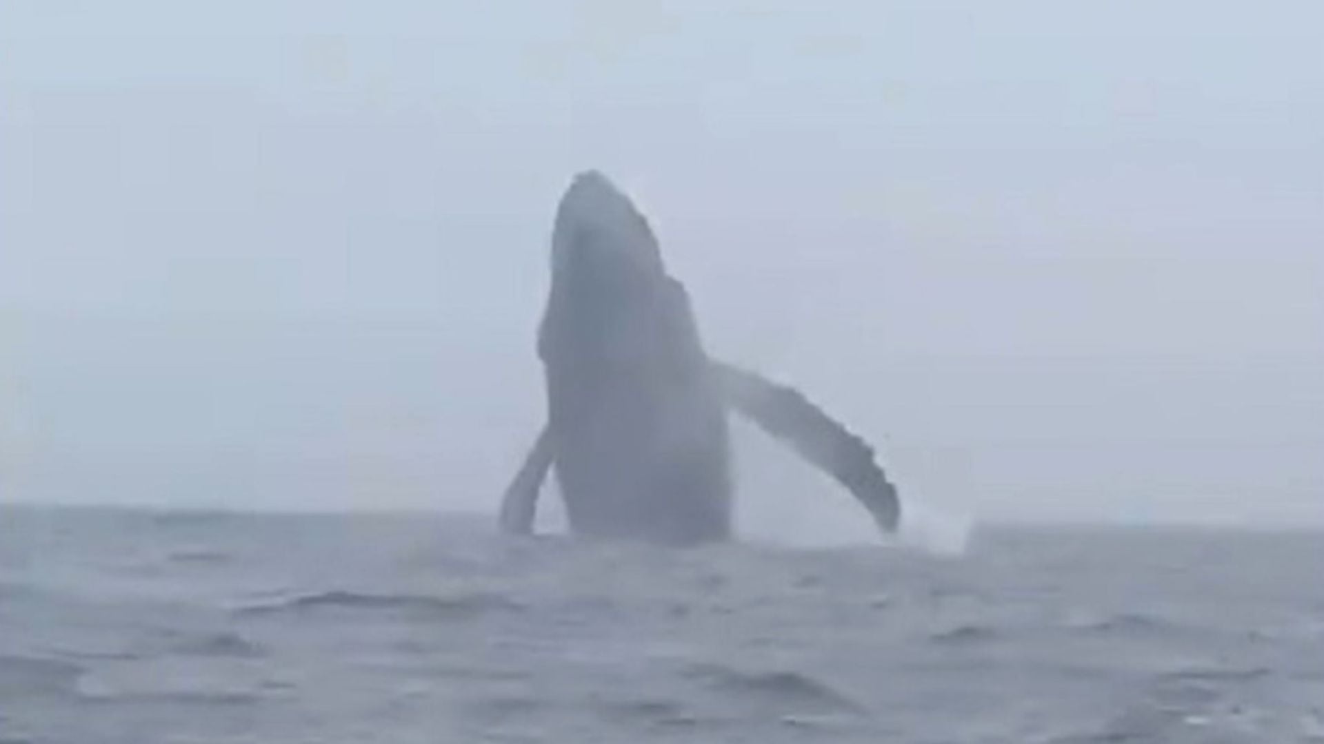 Impresionante espectáculo en Áncash: Ballenas jorobadas surcan las costas de Huarmey y cautivan a pescadores