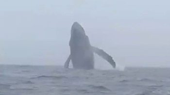 Impresionante espectáculo en Áncash: Ballenas jorobadas surcan las costas de Huarmey y cautivan a pescadores