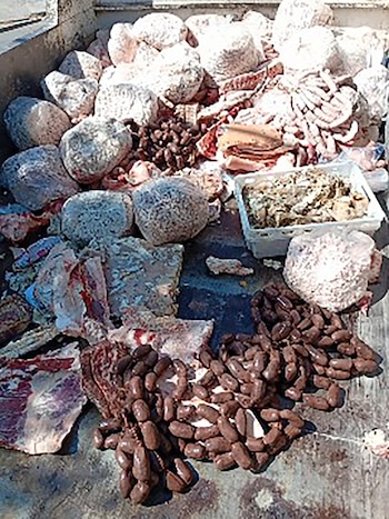 Investigaban una posible faena de guanacos y terminaron descubriendo un depósito con más de 2 toneladas de carne en mal estado