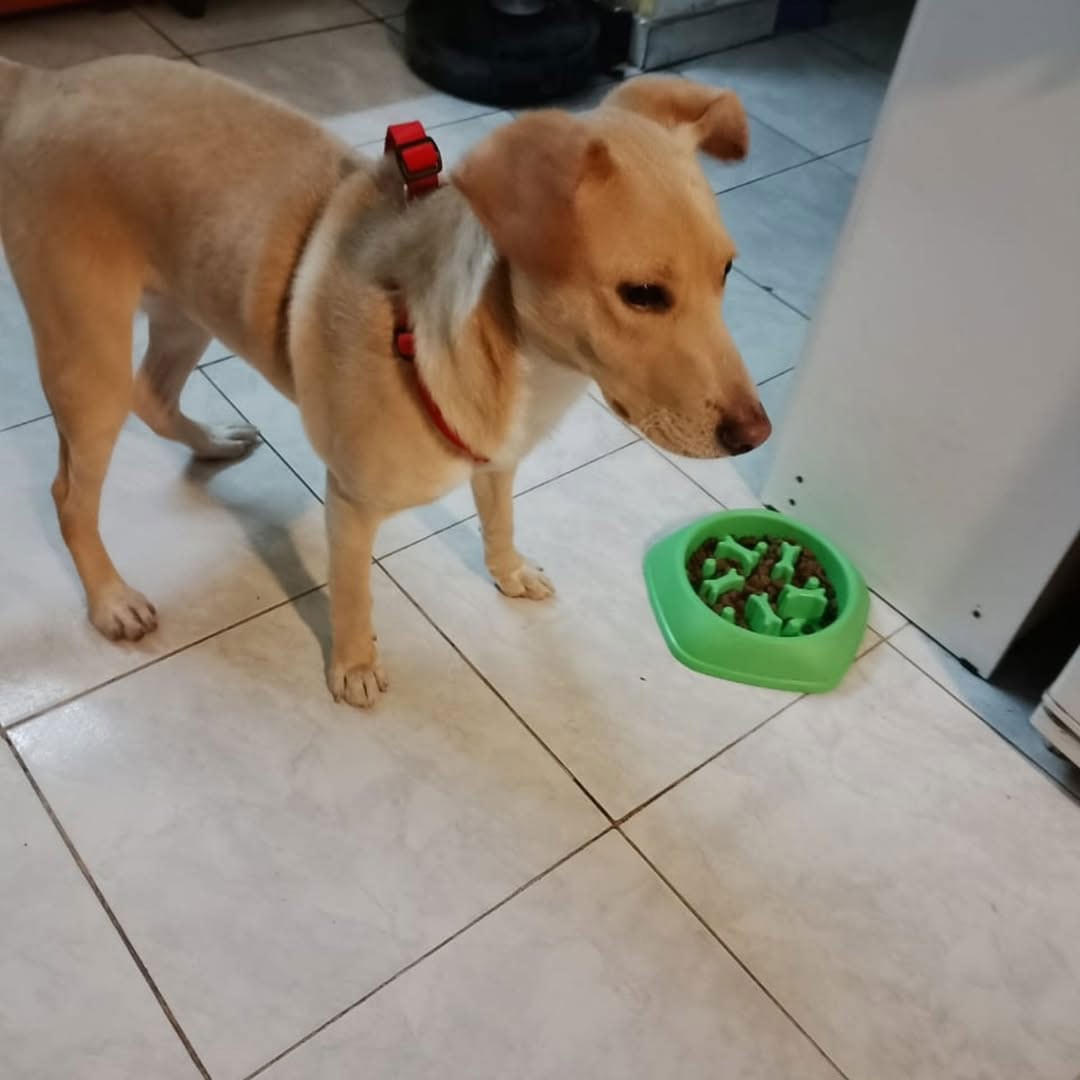 Patricia busca un hogar definitivo para el cachorro abandonado en Quilmes y difundió su contacto para quienes quieran adoptarlo