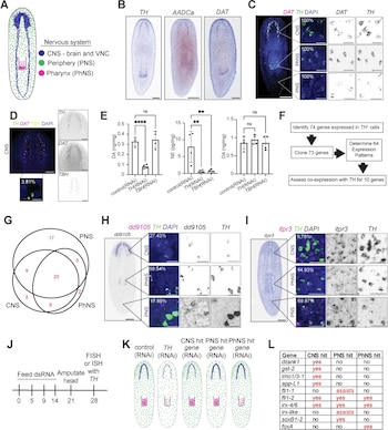 Figura científica dividida en doce paneles rotulados de la A a la L con esquemas, gráficos de barras, imágenes microscópicas y una tabla