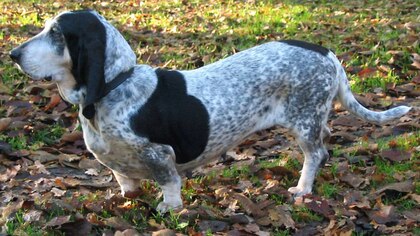 Razas de perros: necesidades, personalidad y todo lo que tienes que saber sobre el Basset Azul de Gascuña