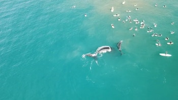 El estudio fue publicado en