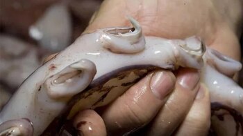 Una feroz criatura del océano atraída por El Niño motiva una campaña nocturna de investigación en Perú
