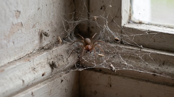 Araña violinista marrón claro con patas largas en el centro de una telaraña desordenada, en un rincón polvoriento y sucio de una pared.