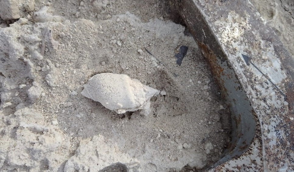 Buccinanops halleri apareció en estratos de 16 millones de años, lo que permite retroceder el origen de este grupo de caracoles mucho más allá de lo conocido (IPGP (CONICET-CENPAT))