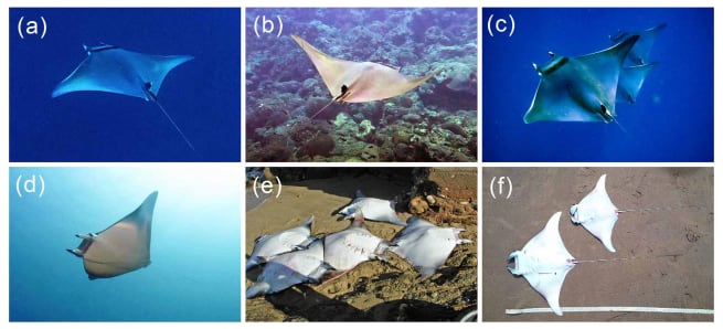 Las rayas diablo viven en mar abierto, recorren largas distancias y aparecen con más frecuencia cerca de la costa en zonas con aguas profundas como las Islas de la Bahía y Bonaire (Gentileza, estudio Distribución de tres especies de rayas mobúlidas, publicado en Endangered Species Research)