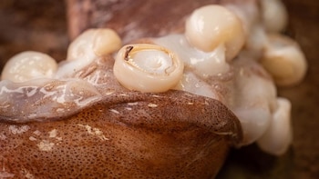 PRODUCE reactiva la pesca de pota y amplía la cuota a más de 709 mil toneladas para 2026