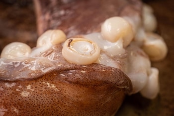 calamar gigante - pota