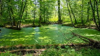 Uno de los secretos mejor guardados de París: un bosque de 600 hectáreas donde hacer senderismo a 30 minutos de la capital