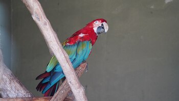 Imagen ilustrativa
(Fundación Temaikén)