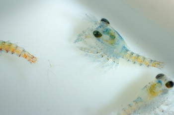 Primer plano de tres crías de langosta americana translúcidas con ojos oscuros y cuerpos segmentados de color azul pálido y naranja rojizo, flotando en agua clara