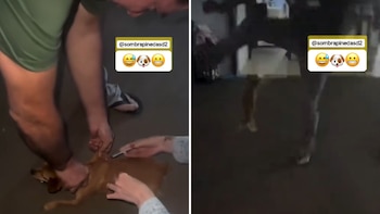 Perrito recibe una vacuna y segundos después “cobra venganza” contra su dueño