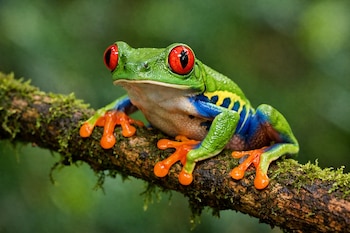 Primer plano de una rana de árbol de ojos rojos con piel verde brillante, ojos rojos, patas naranjas y flancos azules y amarillos, posada en una rama musgosa.