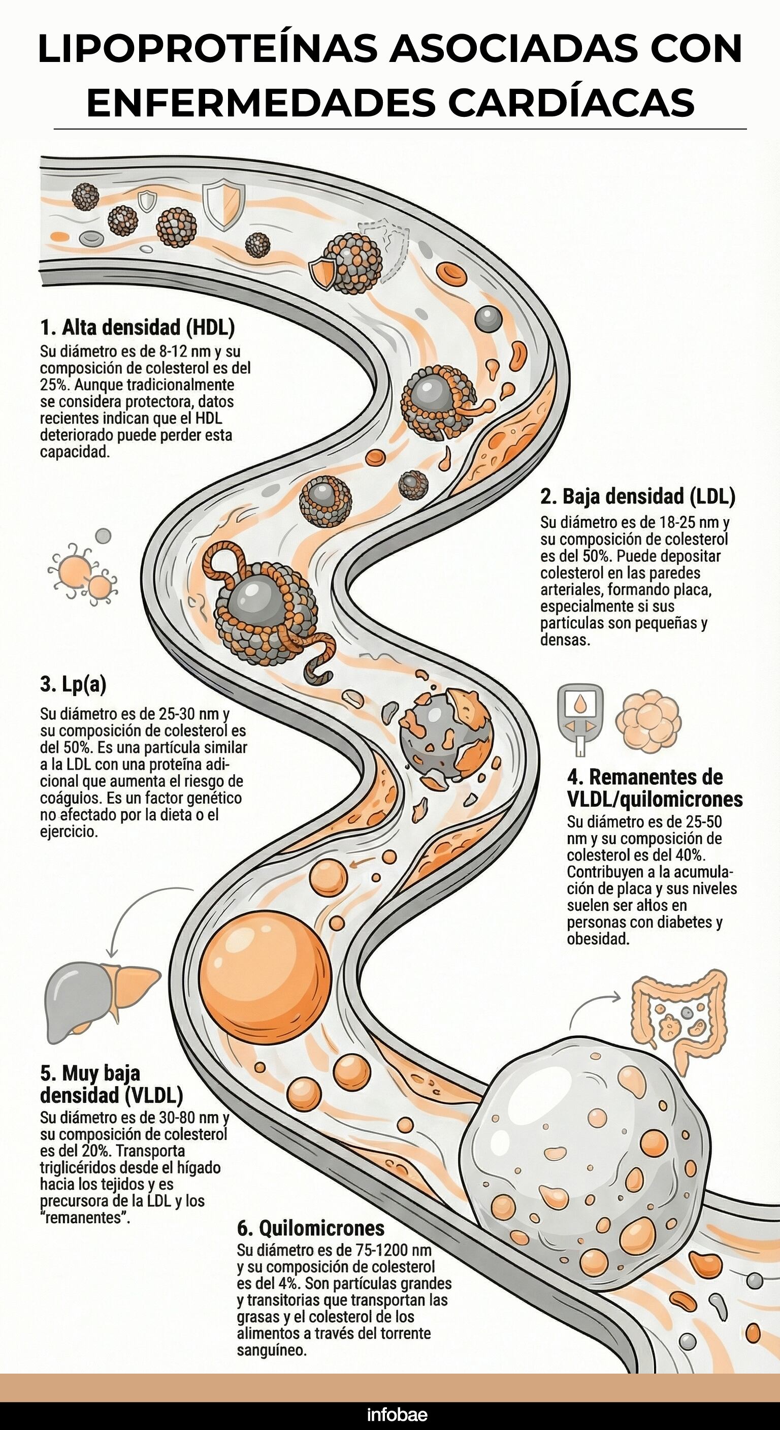 Esta infografía detalla las principales lipoproteínas asociadas con las enfermedades cardíacas, clasificándolas por su densidad, diámetro y composición de colesterol. Explica las funciones y riesgos específicos del HDL, LDL, Lp(a), los remanentes de VLDL, la VLDL y los quilomicrones, ofreciendo una visión clara de cómo influyen en la acumulación de placa arterial y la salud cardiovascular general. Crédito: InfografíaIA