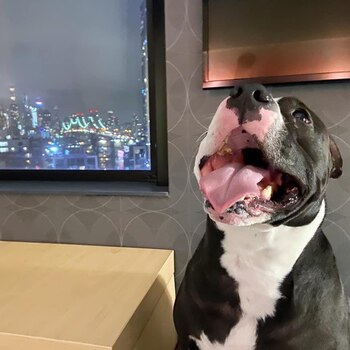 La historia de Smiley inspira