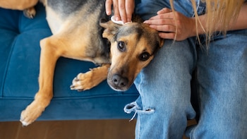 Una plaga de garrapatas llega a España: así es como puedes proteger a tu perro, según una especialista