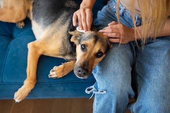 Es importante cuidar a tu perro y hacerle revisiones para prevenir enfermedades