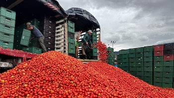Naranjas, limones, tomates y melocotones bajo sospecha: la UE detecta sustancias prohibidas en importaciones agrícolas de Egipto