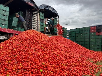 Heynner Suárez, fundador y organizador del evento, explicó que todos los tomates utilizados en la batalla son excedentes de cosecha o productos que ya no pueden ser comercializados ni destinados al consumo.