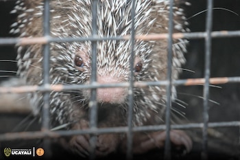 Un puercoespín rescatado en Pucallpa