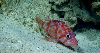 En la zona crepuscular del