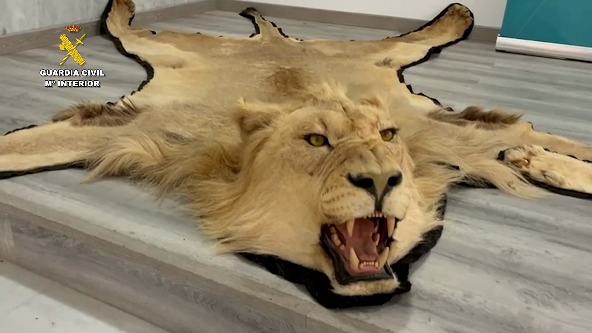 La Guardia Civil investiga a una persona por la venta online ilegal de dos alfombras con piel auténtica de león. (Guardia Civil)