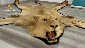 La Guardia Civil investiga a una persona por la venta online ilegal de dos alfombras con piel auténtica de león. (Guardia Civil)