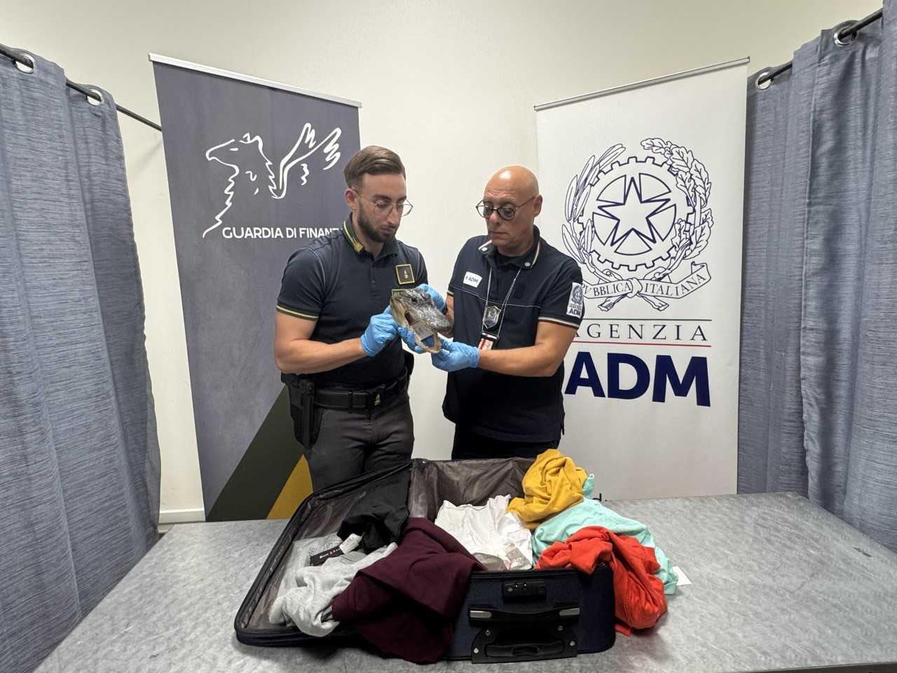El hallazgo de una pieza disecada durante un control en el Aeropuerto de Caselle, en Turín, derivó en una causa formal contra el viajero (Crédito: Guardia di Finanza)