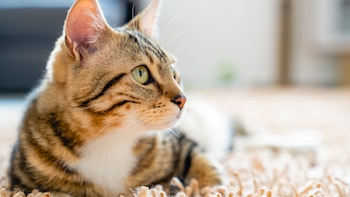 Los gatos podrían ser clave para comprender mejor el cáncer provocado por un virus