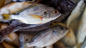 La legislación vigente desde hace un año otorgó atribuciones ampliadas al Ministerio de Agricultura y Ganadería para supervisar la inocuidad, la sanidad y el bienestar animal de alimentos no procesados en toda la cadena productiva (Foto cortesía MAG)
