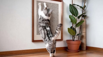 MASCOTAS FELICES DECO