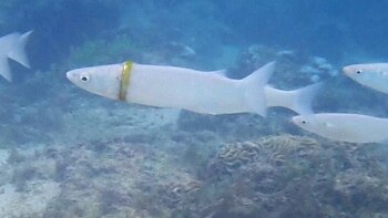 Perdieron su anillo de matrimonio