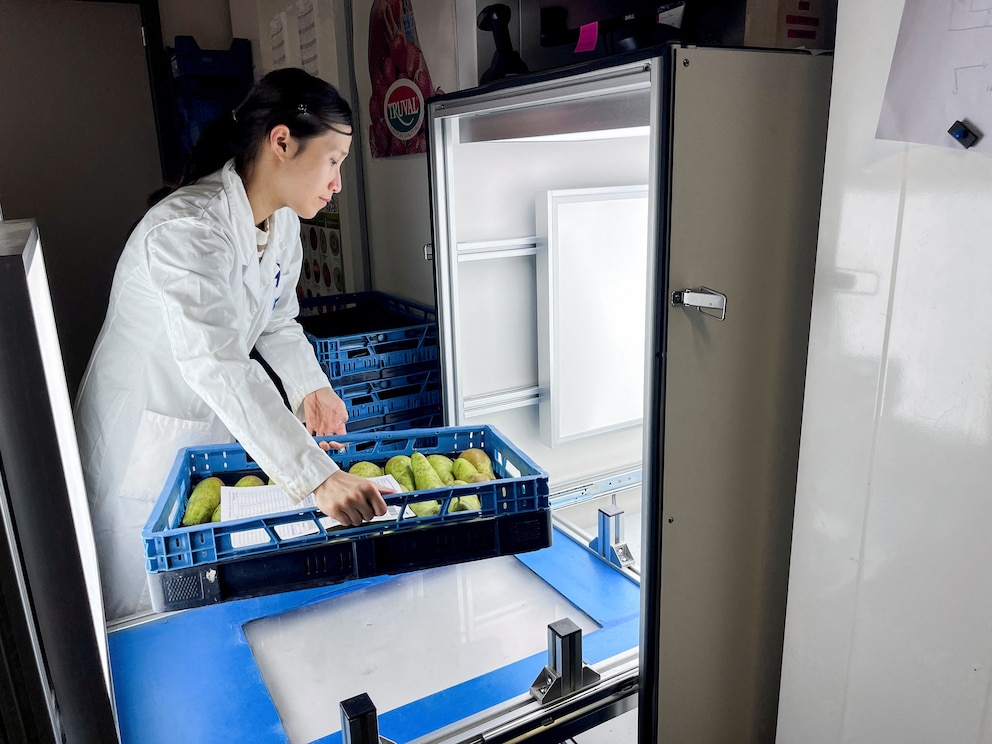 Peras: un experimento para enfrentar el cambio climático en Europa