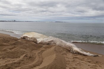 El entierro de una ballena