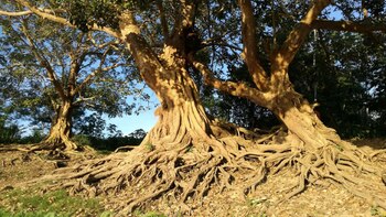 El Amasisa: conoce las propiedades