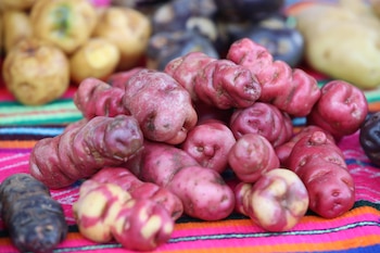 Actualmente, el 90% de la producción nacional de papa se consume en estado fresco.