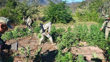 Ejército Mexicano destruyó un plantío