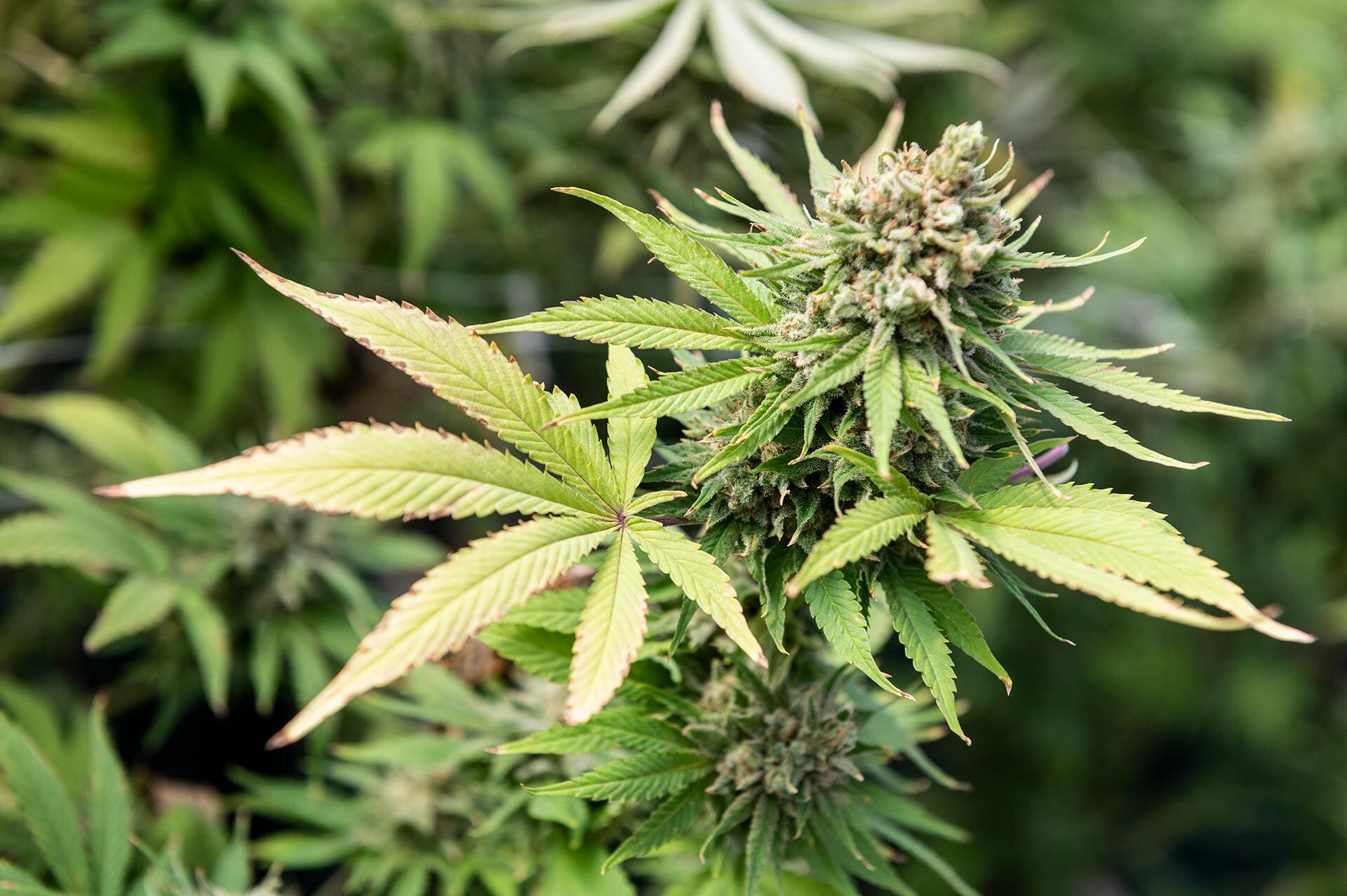 En mayo pasado, el Gobierno impuso nuevos requisitos para las autorizaciones el Reprocann. Foto: Cristian Gastón Taylor