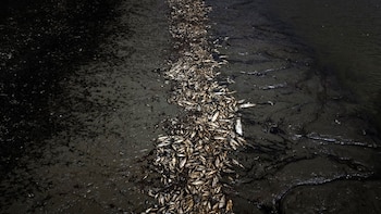 Los peces mueren debido a