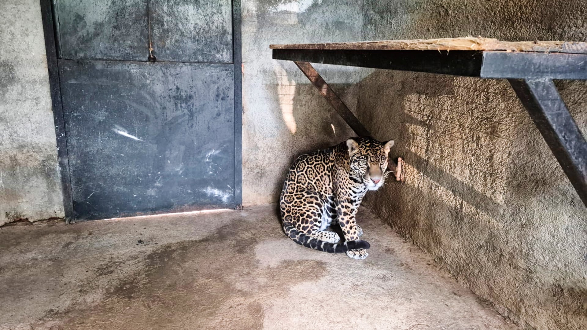 Rescatan jaguar durante cateo en Edomex; autoridades federales lo trasladan a centro especializado