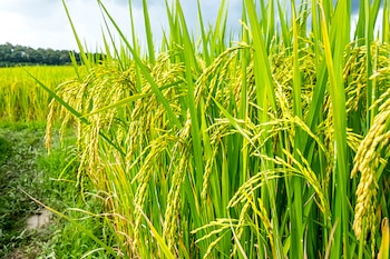 El gobierno presentó un proyecto