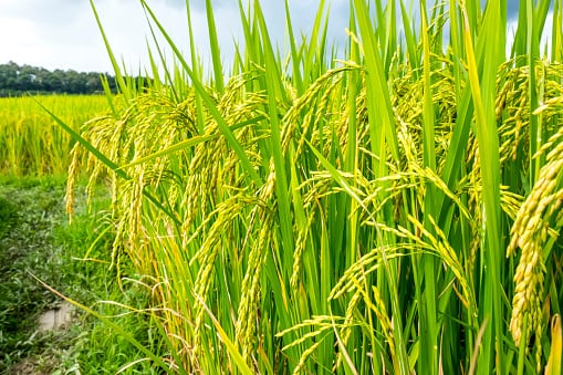 Fedearroz pidió fortalecer las condiciones de comercialización y establecer herramientas que tengan en cuenta los costos de producción de los agricultores - crédito Ministerio de Agricultura